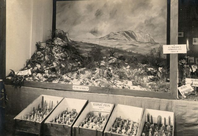 Cactus- en vetplantententoonstelling, Batavia, 1933