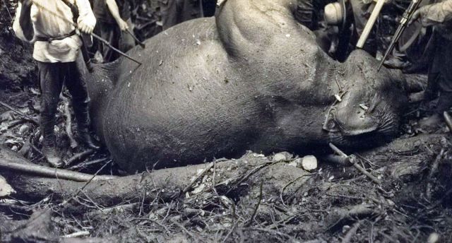 De dood van een olifant, tijdens een expeditie van Lapré