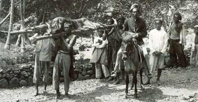 Gedode tijger na de jacht te Soepajang, 1890