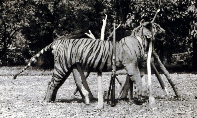 Door A.G.E. Lapré gedode tijger. Let op de huisvlijt om hem rechtop te laten staan!