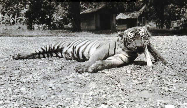 Door A.G.E. Lapré gedode tijger