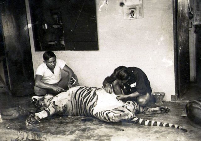 Het villen van de tijger. Foto: KIT, FZF.