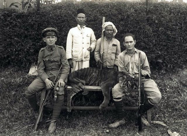Een door aspirant-controleur E.G.A Lapré van Painan (rechts) geschoten tijger te Kota Rendah met links [...] Starreveld, 1933