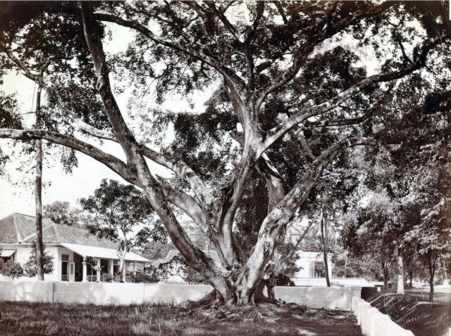 Woodbury & Page, ‘Een waringinboom op een huiserf in Gang Scott (Batavia) met op de achtergrond de Armeense kerk’, uit: ‘Indrukken van Indonesië, Jawa (Java)’, circa 1870, op registratiekaart geplakte fotografie; genomen op de hoek van het Koningsplein (rechtsachter de fotograaf) en de Gang Scott (rechts, in de verte weglopend richting Tanah Abang in het westen), met pal achter de fotograaf de Gang Holle, op de voorgrond het huis waarin volgens Hein Buitenweg in zijn Zo kenden wij Batavia de jonge Louis Couperus heeft gewoond (maar die in zijn Baren en oudgasten op pag. 147 juist het hoekpand in de noordelijker gelegen Gang Secretarie in die hoedanigheid noemt), in het midden de rechterzijkant van de voorgevel van de Armeense Kerk en helemaal rechts op de foto (net niet zichtbaar) ) de tuin van het voormalige huis van Robert Scott waar in 1857-‘58 Berthes meisjesschool in gevestigd is; de foto moet gemaakt zijn vanuit de voortuin van het huis van Mrs Bain, de ‘landlady’ van Woodbury en Page na hun aankomst op Java in 1857.