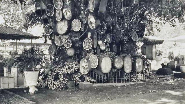 De boom van Kapitein Jas