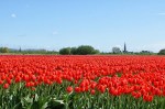 tulpen