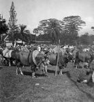 Bondowoso_tentoonstelling_11