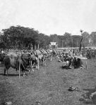 Bondowoso_tentoonstelling_7